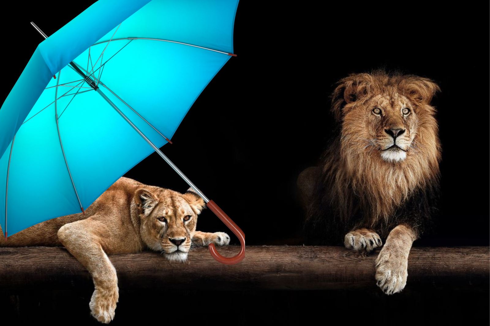 Two lions and a blue umbrella